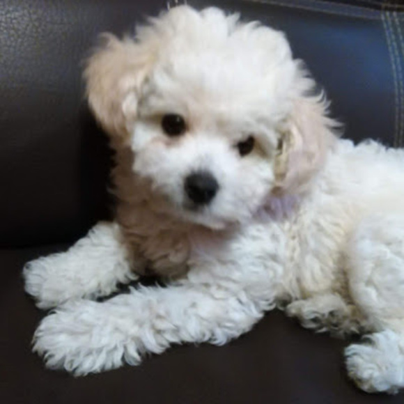 Meet your Posher, Ariadna - Picture 1 of 1